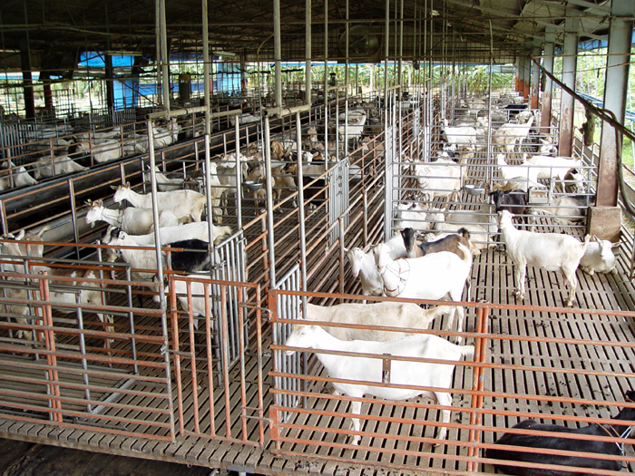 嘉南羊乳-國內最大酪羊農團體